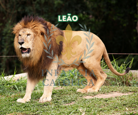 Meu Primeiro Livro Sobre o Zoológico