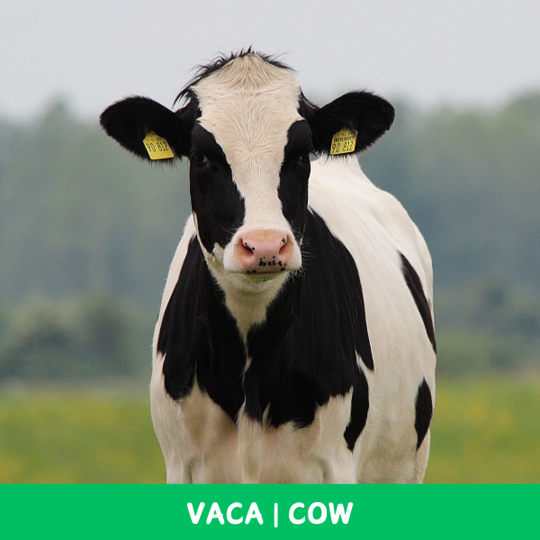 Cards de Animais - Bilíngue