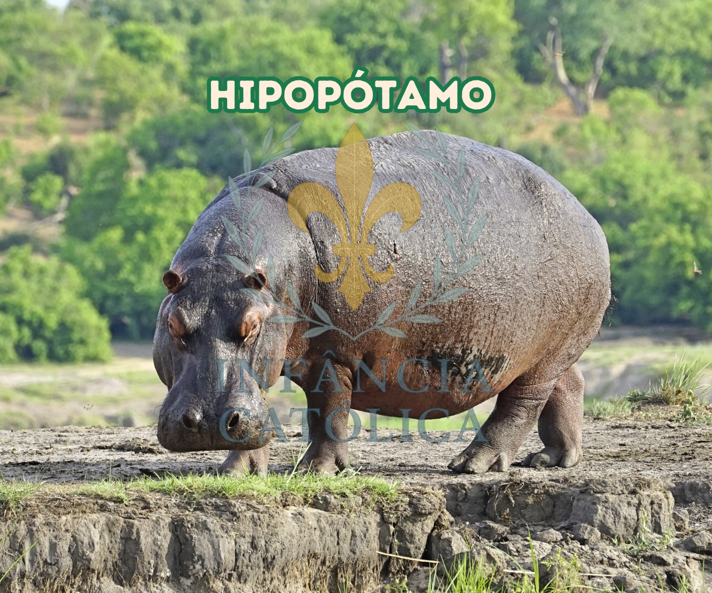 Meu Primeiro Livro Sobre o Zoológico