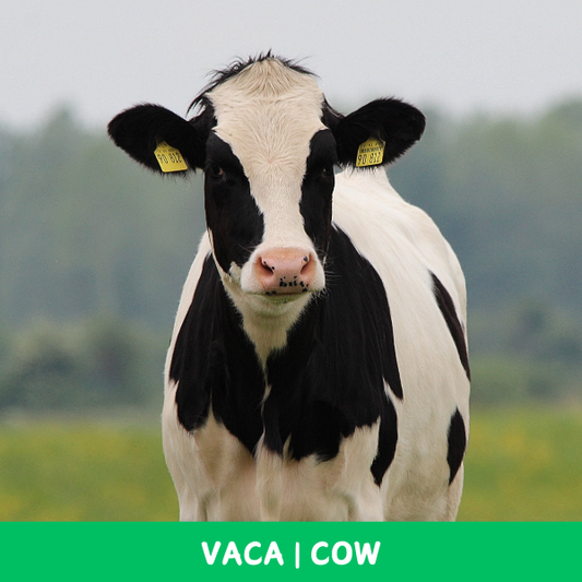 Cards de Animais - Bilíngue